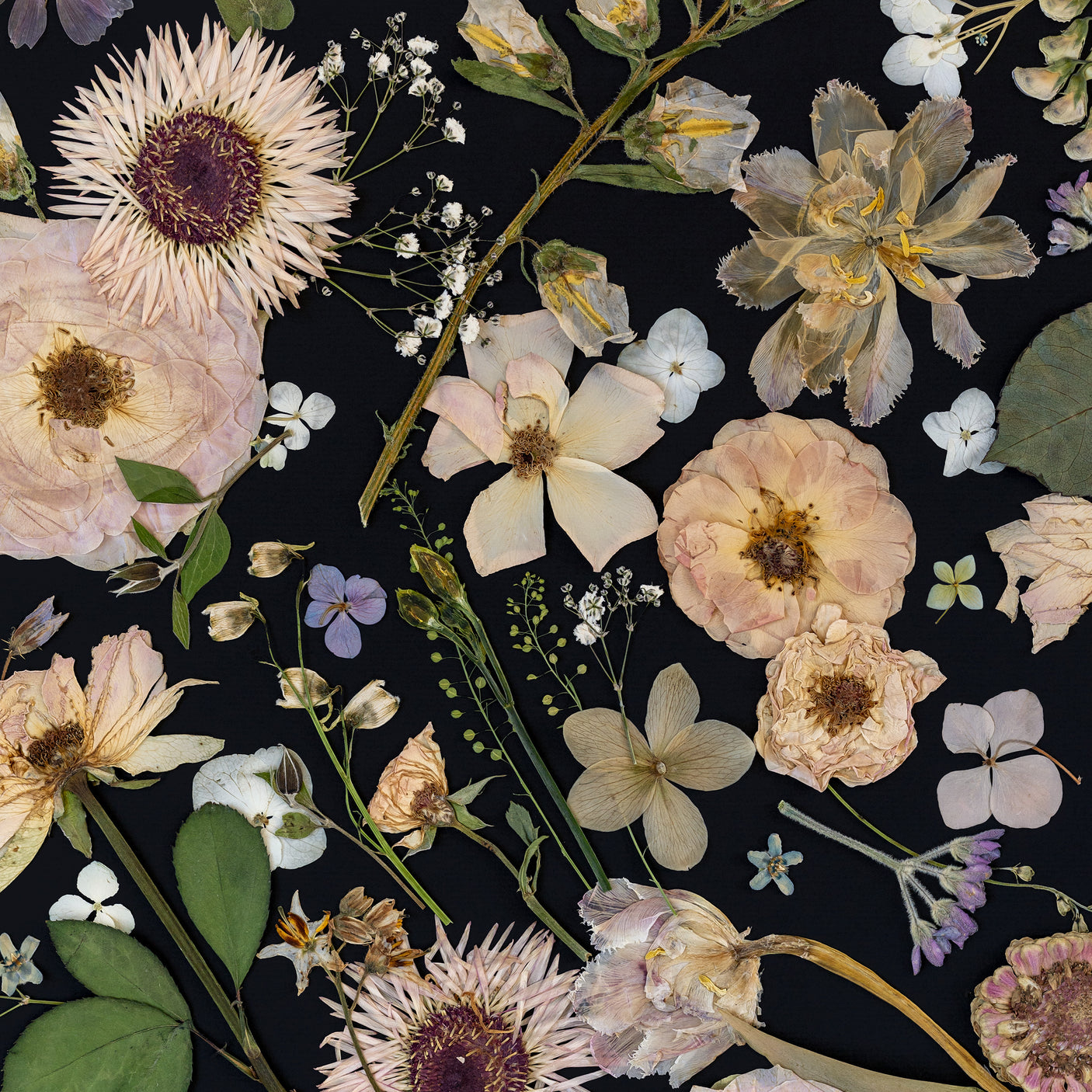 Petals in the Night