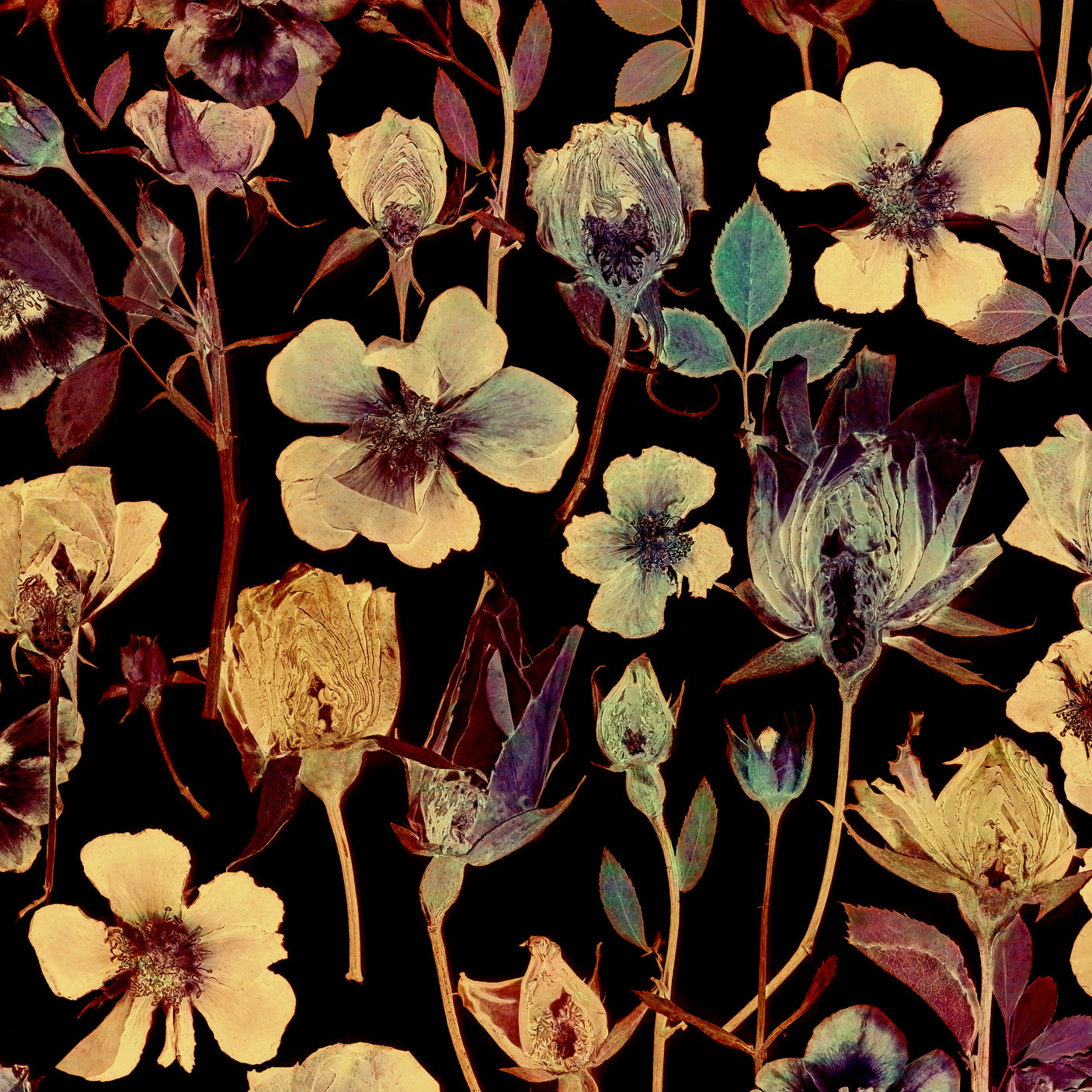 Radiant Rose - Jazzy