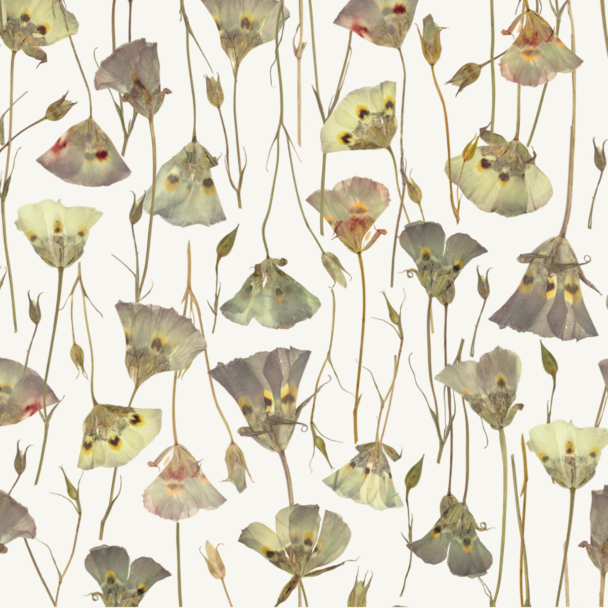 Butterfly Mariposa Lily Pure Wallpaper