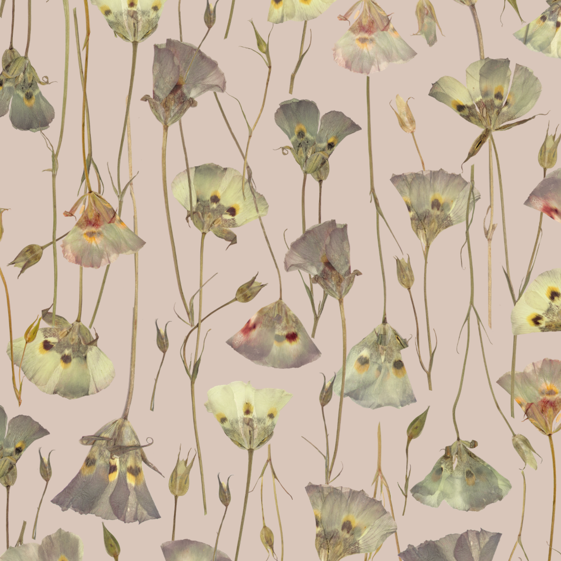 Butterfly Mariposa Lily Mallow Wallpaper