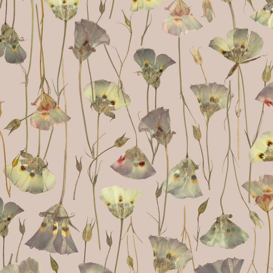 Butterfly Mariposa Lily Mallow Wallpaper