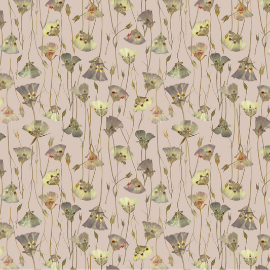 Butterfly Mariposa Lily Mallow Wallpaper