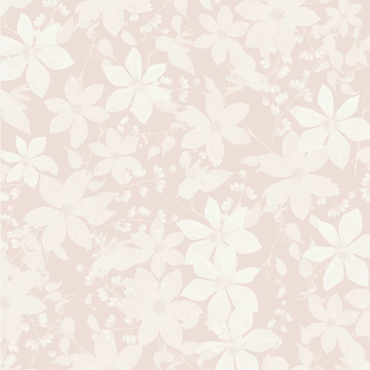 Clematis Sakura Wallpaper