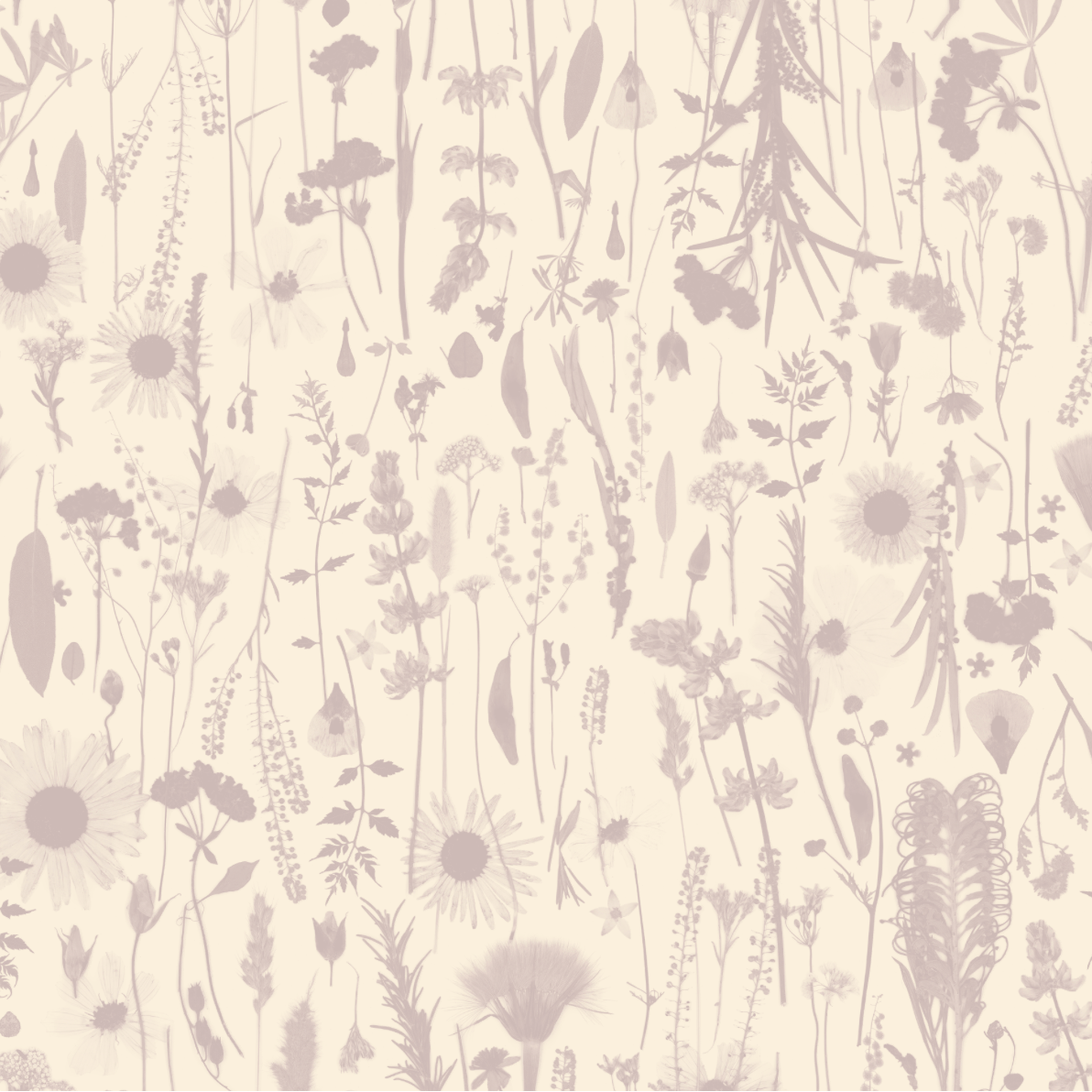 Golden Hour Mauve Wallpaper