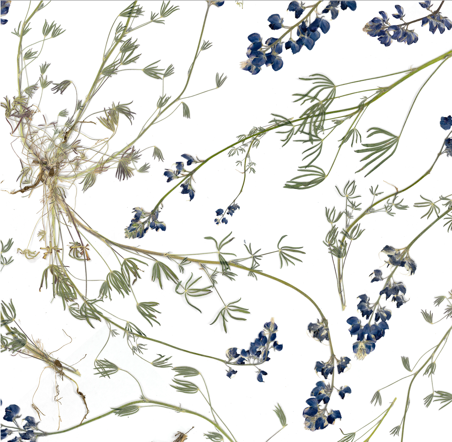 Wild Lupine Pure
