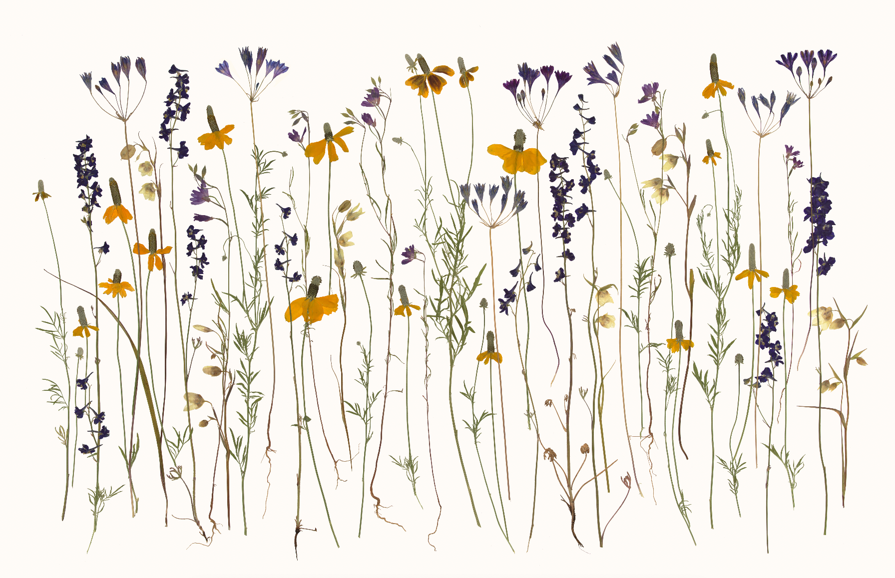 Spring Glory Wall Mural