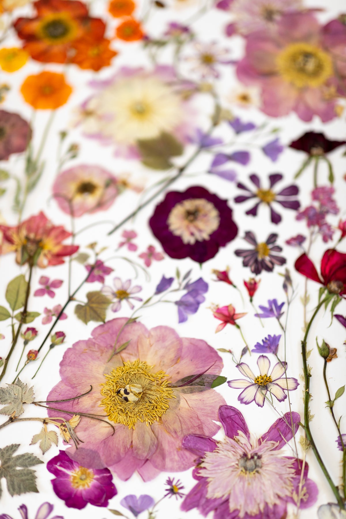 Spring Fever Wall Mural