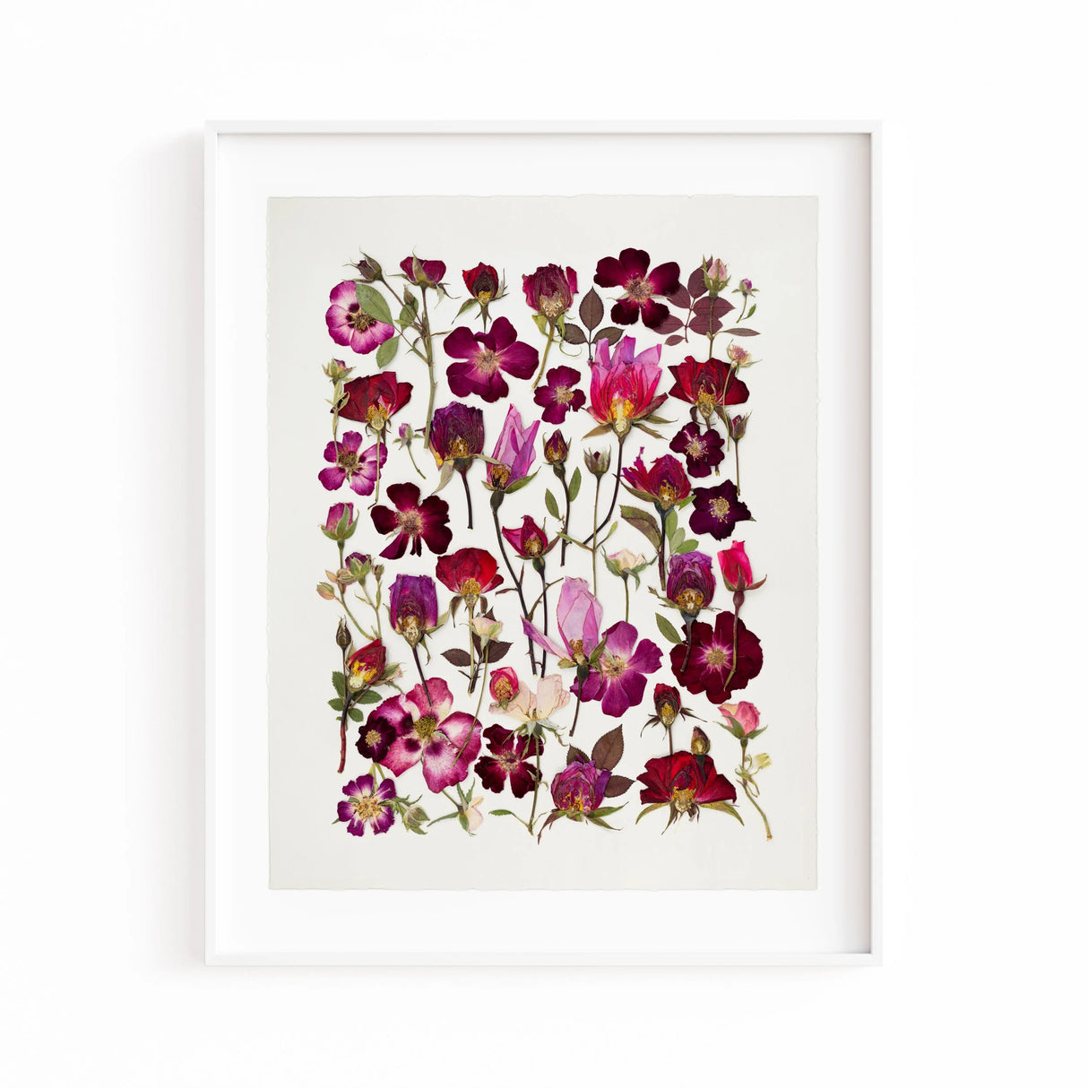 Wild Roses