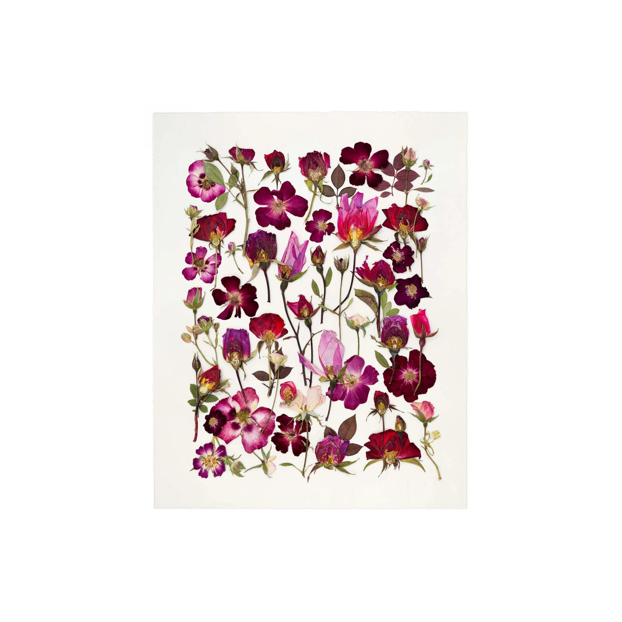Wild Roses