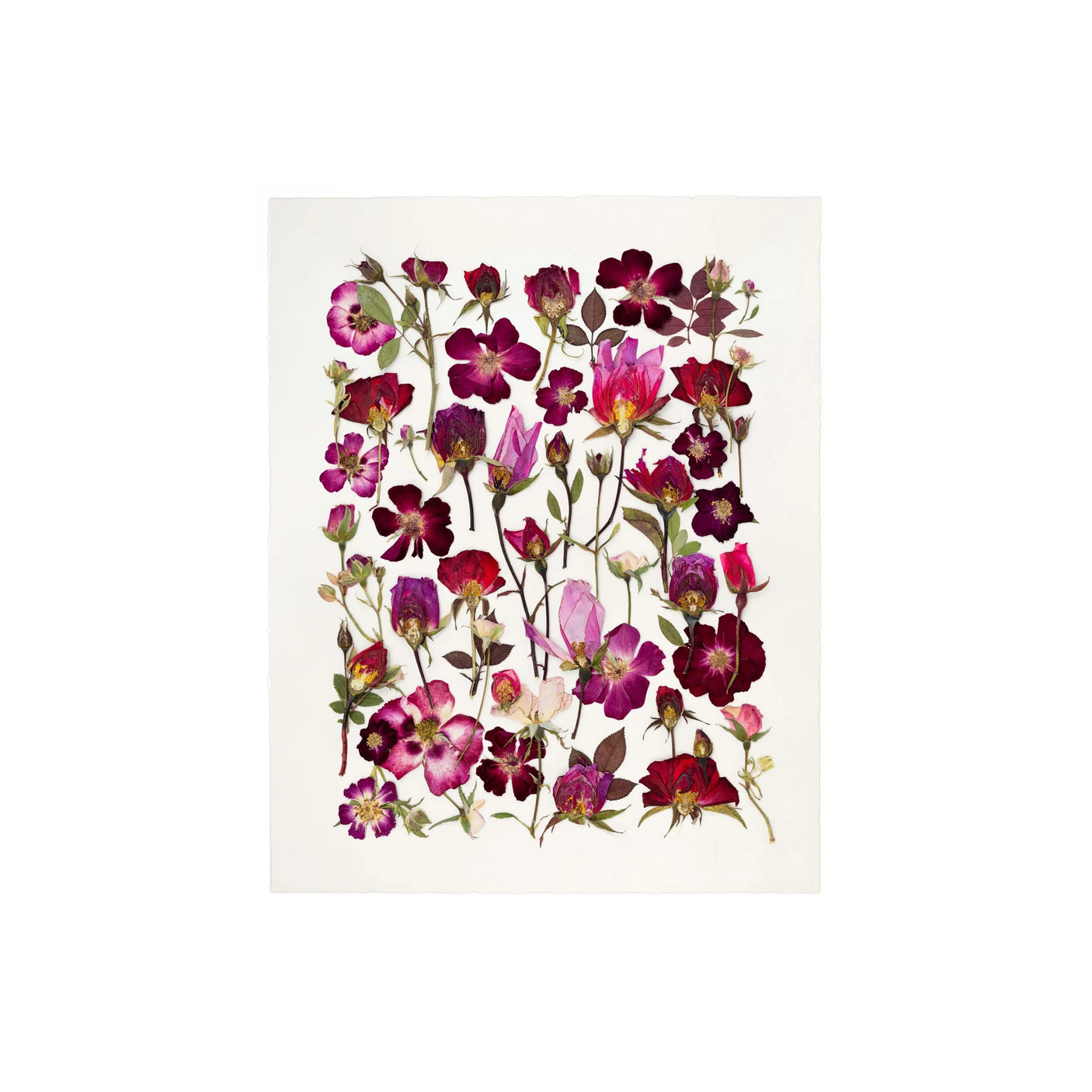 Wild Roses