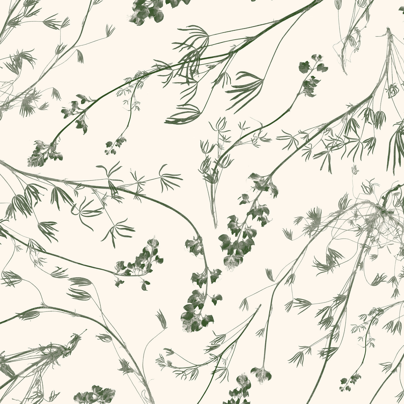 Wild Lupine - Verdant Crème