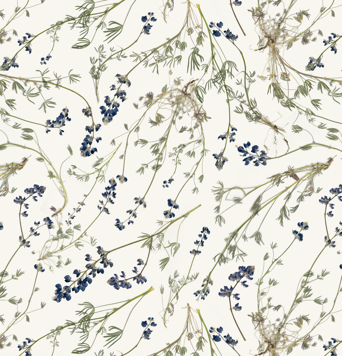Wild Lupine Pure
