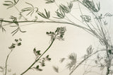 Wild Lupine