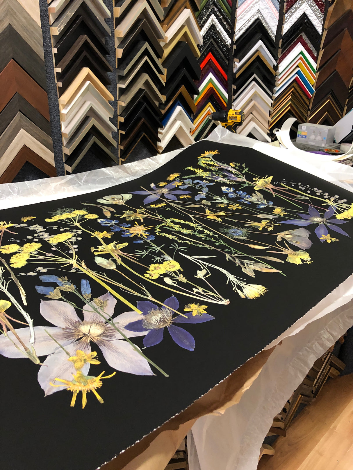 Night Meadow